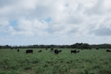 A herd of cattle grazing in a green pasture.
