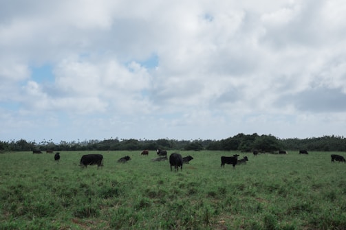 A herd of cattle grazing in a green pasture.