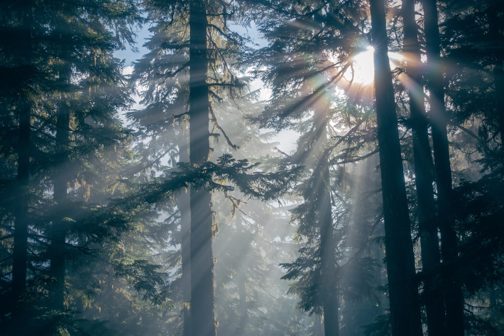 Arbres verts avec rayons de soleil