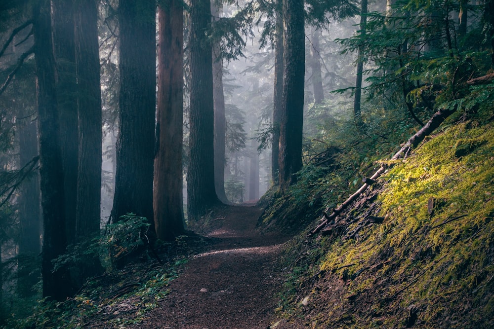 brown trees on forest during daytime