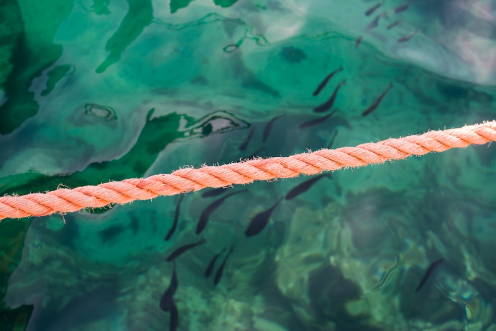 photo of orange rope beside green body of water