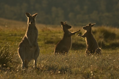 A vibrant scene of kangaroos grazing in a sunlit open field at dusk.