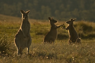 A vibrant scene of kangaroos grazing in a sunlit open field at dusk.
