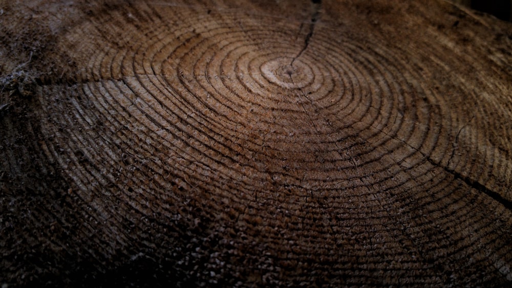 Close-up de anéis de crescimento em um toco de árvore espesso