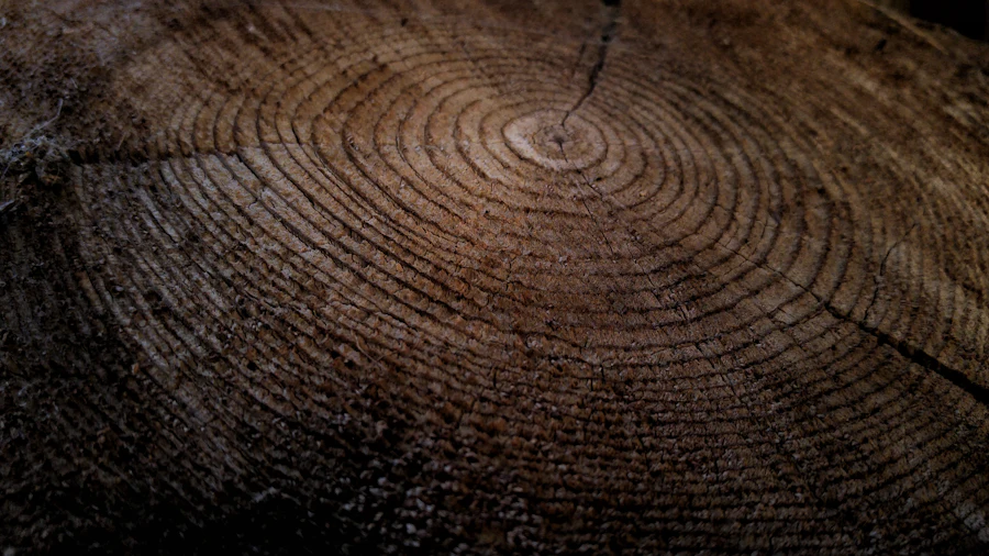 Close up of a cut tree stump
