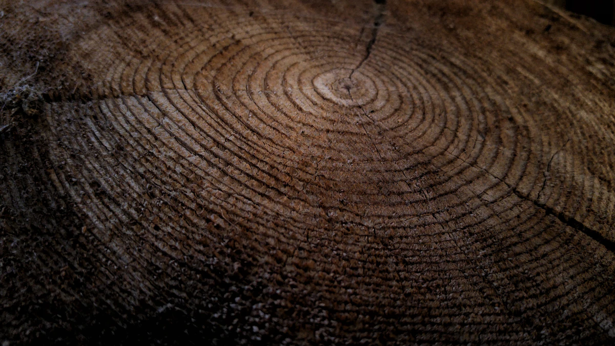 A wide old stump showing decades of growth rings, ready for grinding