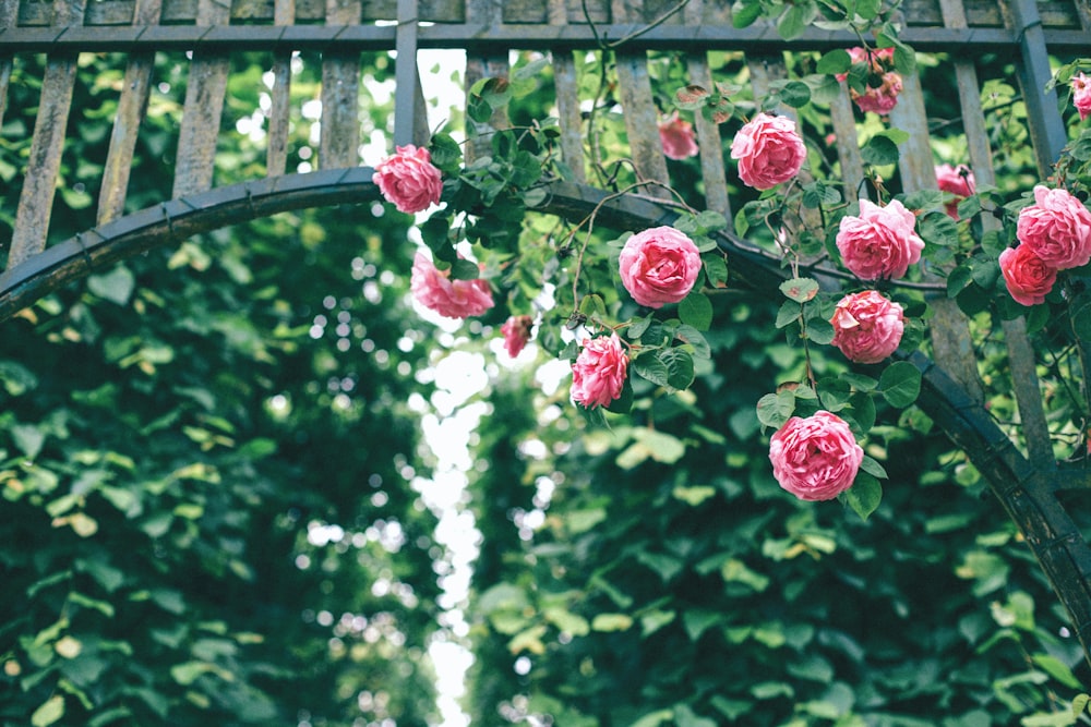 pink roses hanging on wooden arch