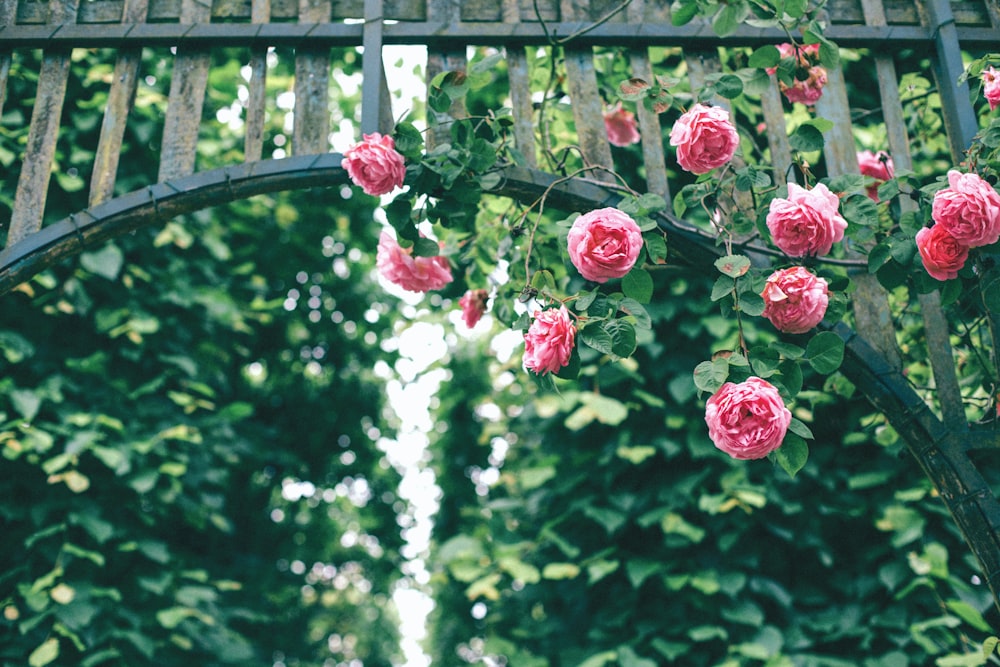 木製のアーチに吊るされたピンクのバラ
