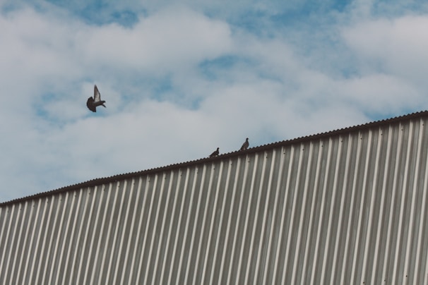 A corrugated metal roof stretches across the foreground, with two pigeons perched on its ridge. Above them, another pigeon is captured mid-flight against a backdrop of a partly cloudy blue sky.