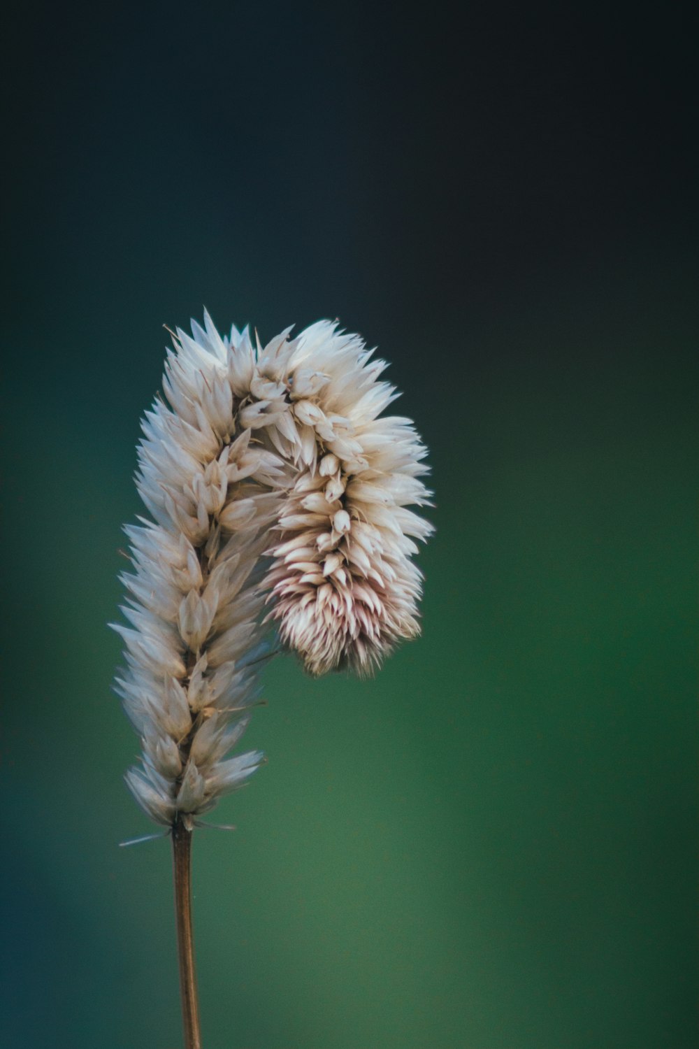 A single flower with a blurred green background.