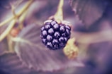 A close-up of a ripe blackberry hanging on its plant, surrounded by soft-focus leaves and stems. The blackberry appears glossy and richly textured.