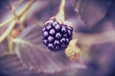 A close-up of a ripe blackberry hanging on its plant, surrounded by soft-focus leaves and stems. The blackberry appears glossy and richly textured.