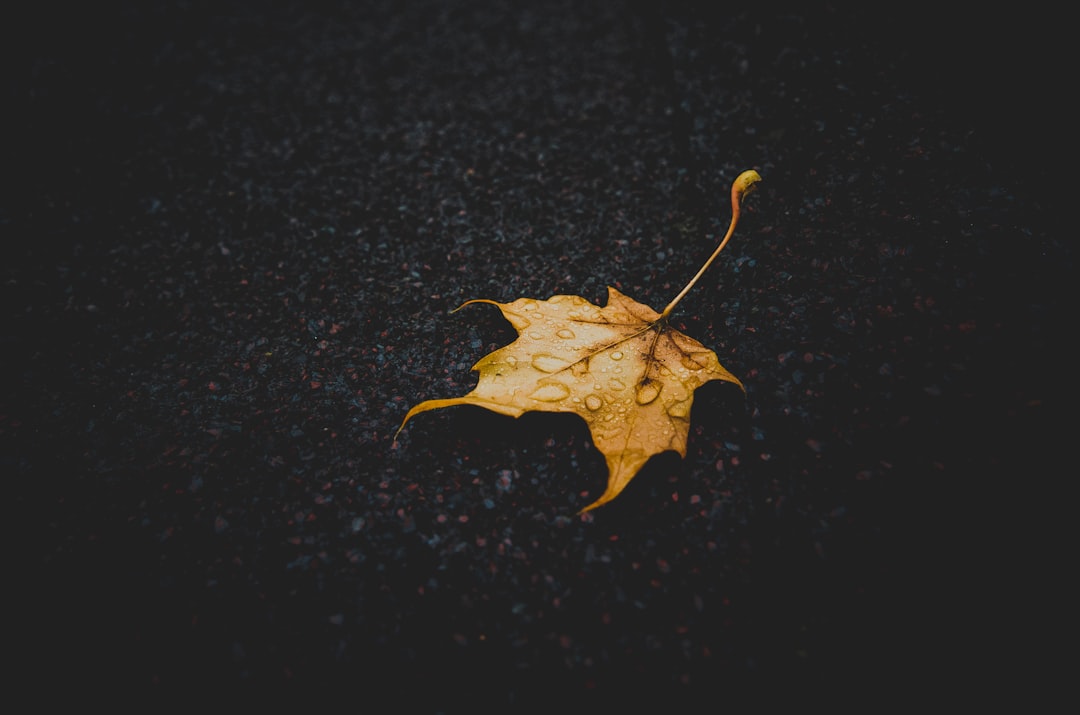 macro shot photography of brown maple leaf during rainy season