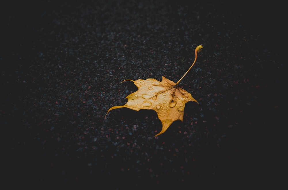 macro shot photography of brown maple leaf during rainy season