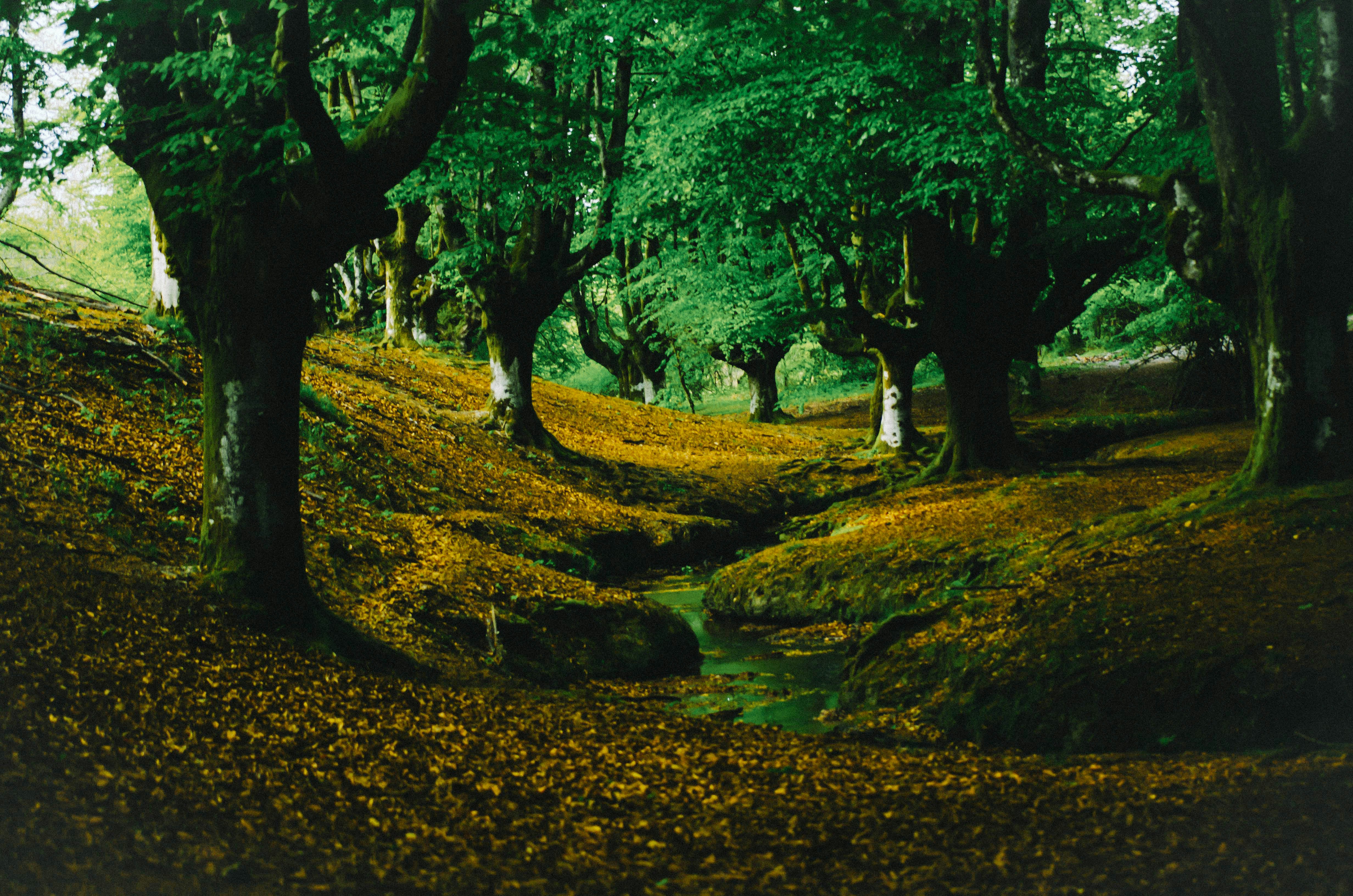 Free Unsplash photo from Ione Valdezate