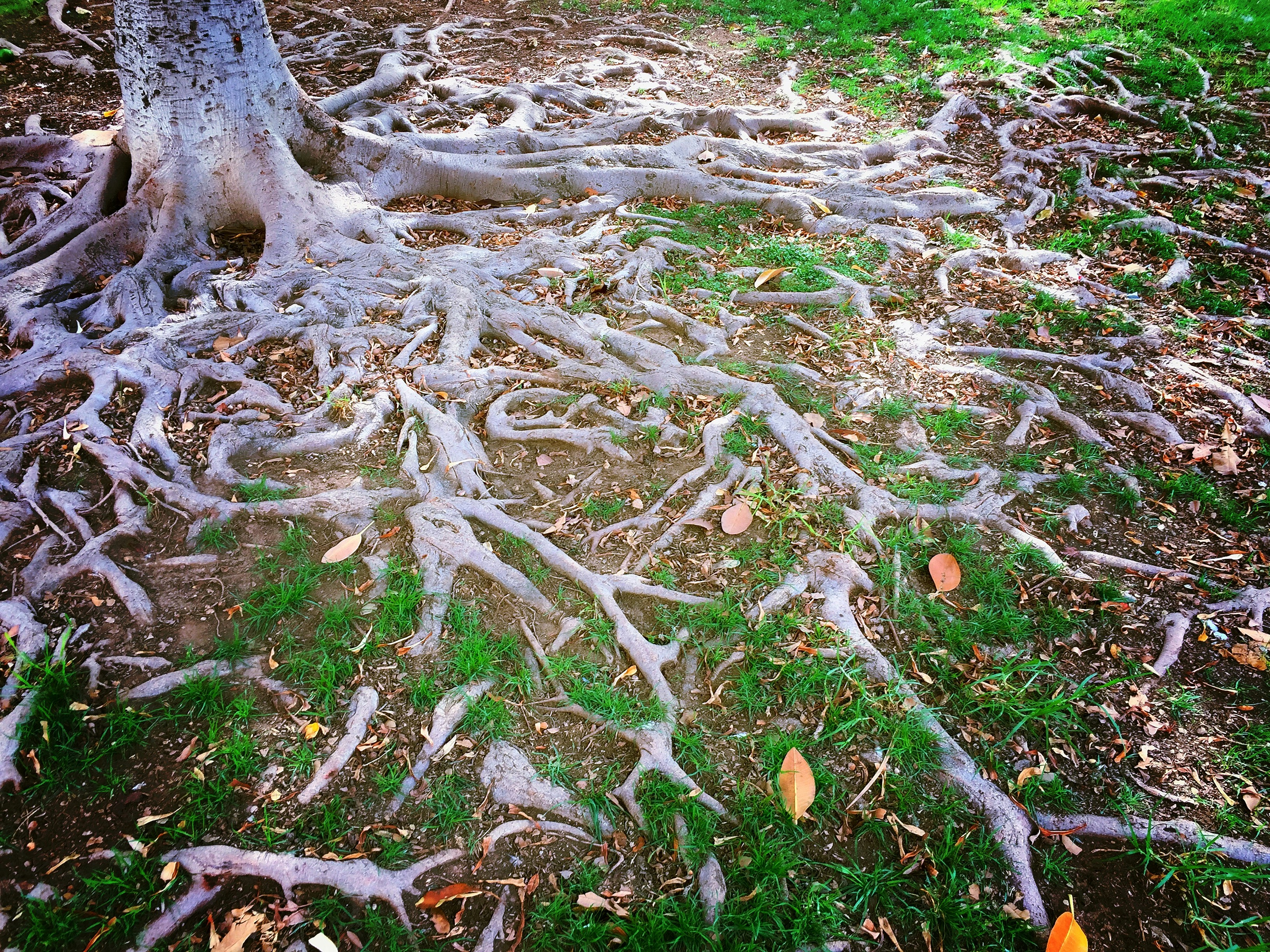 Free Unsplash photo from hugo saiz