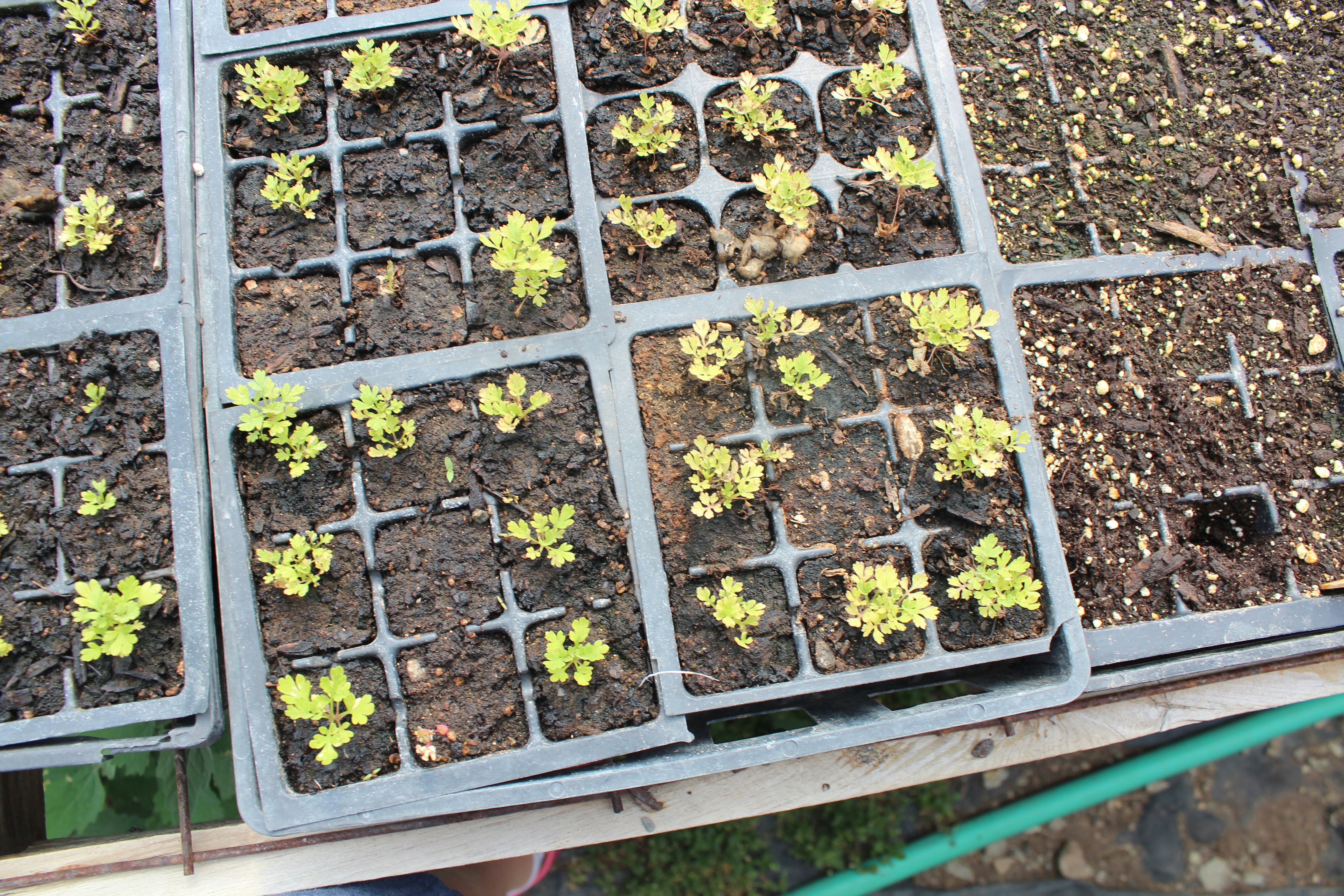 Beginner vegetable gardening tips - Transplanting seedlings