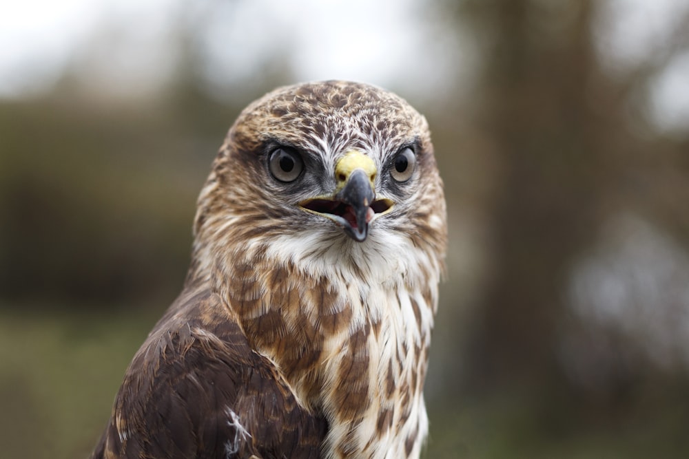 brown and white eagle