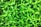 A dense, vibrant cluster of green leaves creating a lush and abundant foliage. The leaves have a fresh and healthy appearance, with varied shades of green, contributing to the overall lively and natural feel.