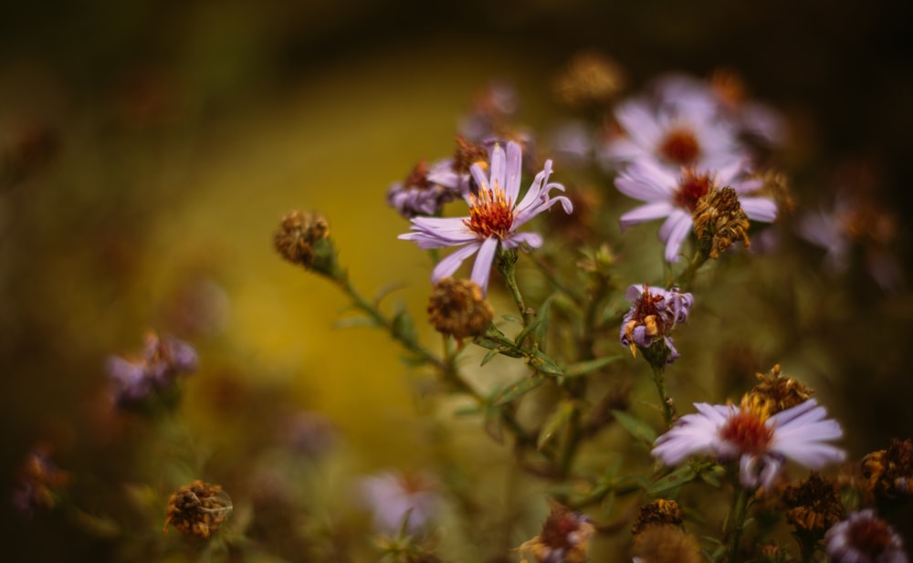 white and purple flowers in tilt shift lens