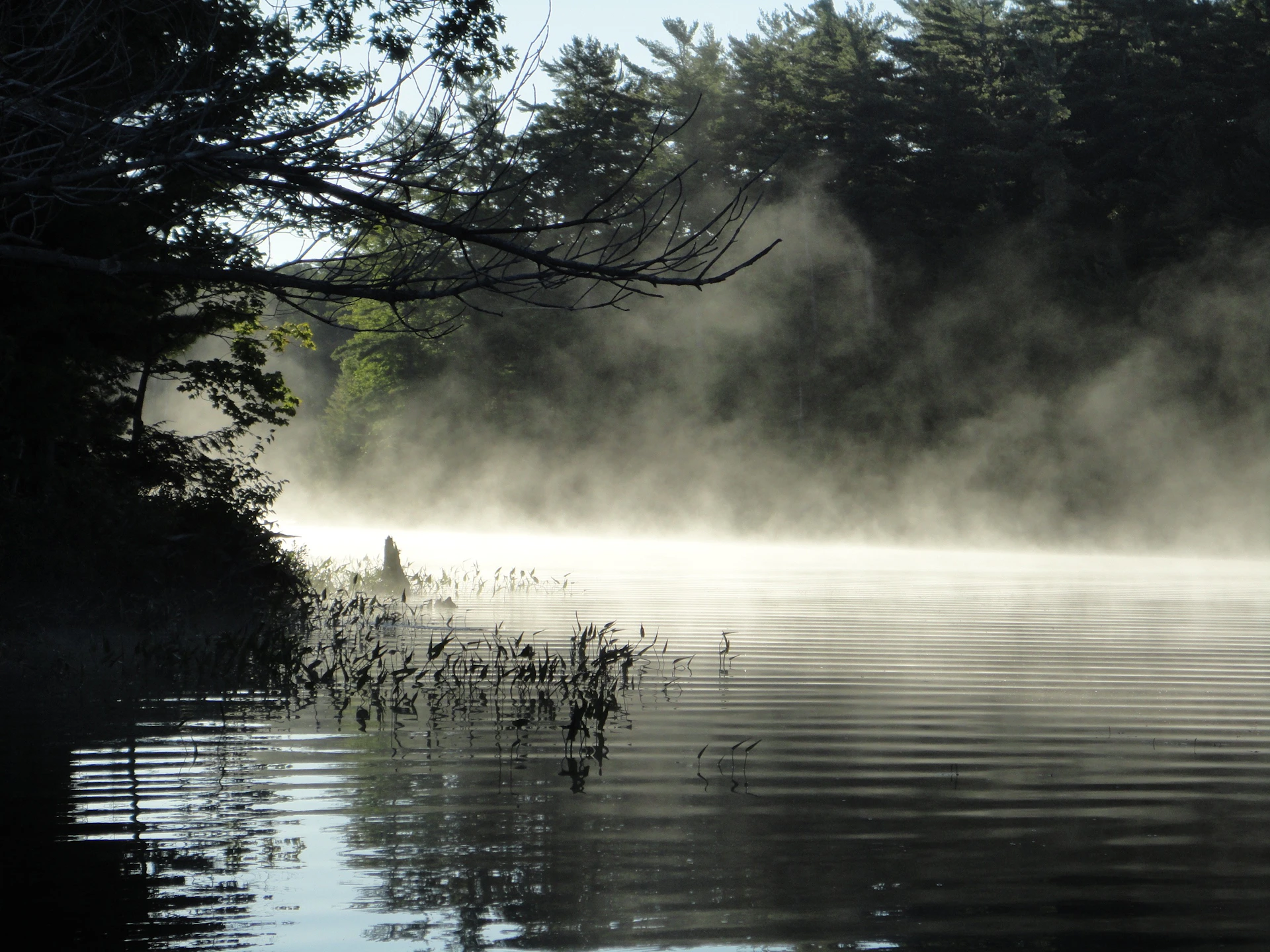 A serene morning view of Müritz Lake with mist rising over calm waters, framed by lush green trees.