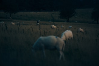a herd of sheep grazing on a lush green field