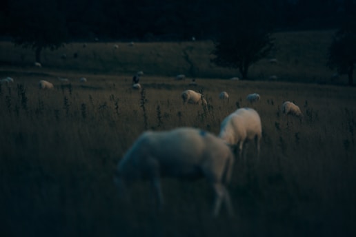 a herd of sheep grazing on a lush green field