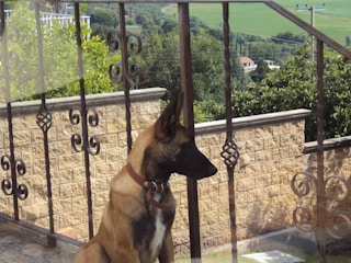 A brown and black dog with upright ears is sitting on a porch or balcony, looking towards the outside. The dog is behind metal railings with decorative scrollwork. The background shows a stone wall, green bushes, and trees, with a view of distant fields and hills.