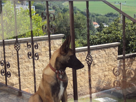 A brown and black dog with upright ears is sitting on a porch or balcony, looking towards the outside. The dog is behind metal railings with decorative scrollwork. The background shows a stone wall, green bushes, and trees, with a view of distant fields and hills.