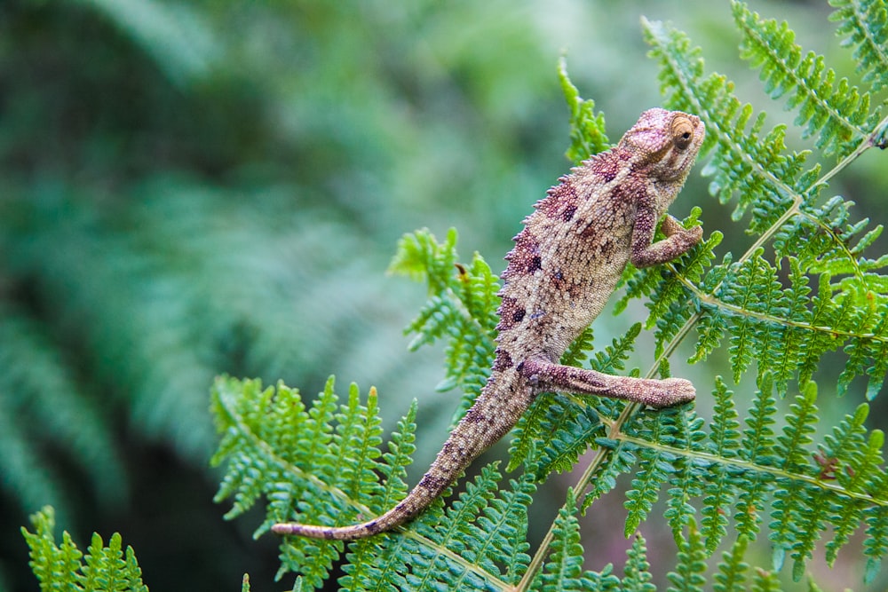 brown chameleon on green leaf