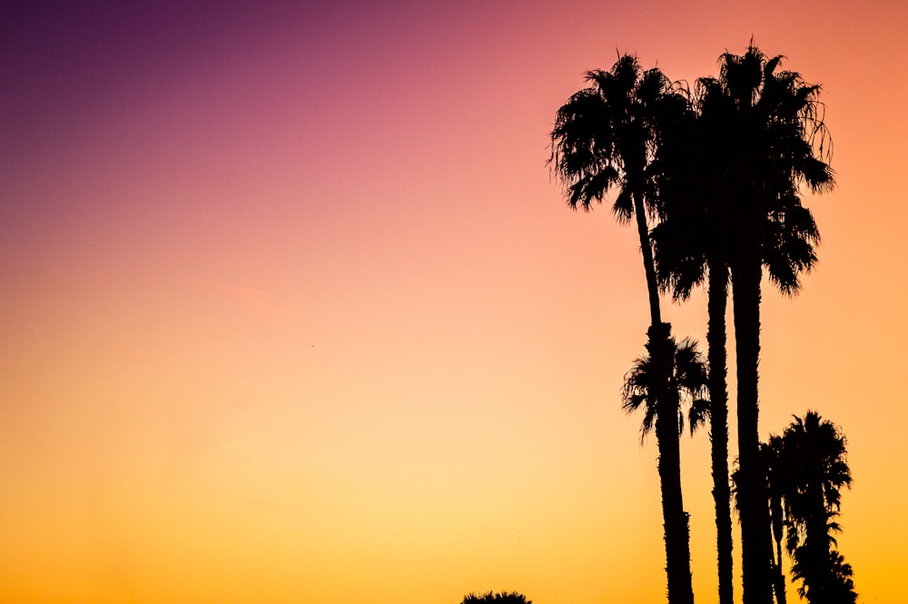 Foto da silhueta das palmeiras durante o pôr do sol