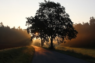 silhouette of tree beside the tree