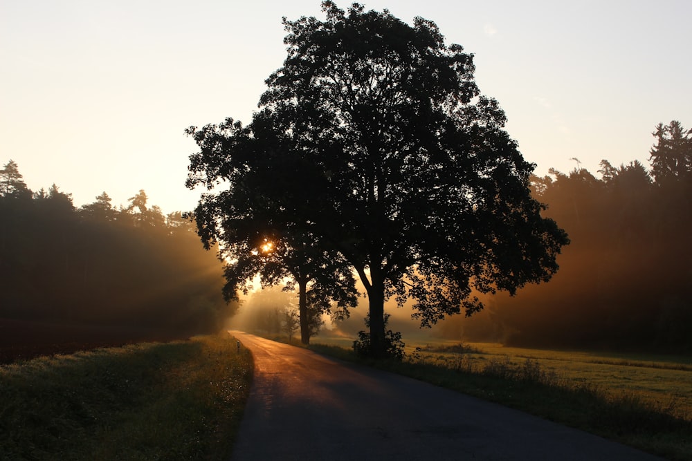 silhouette of tree beside the tree