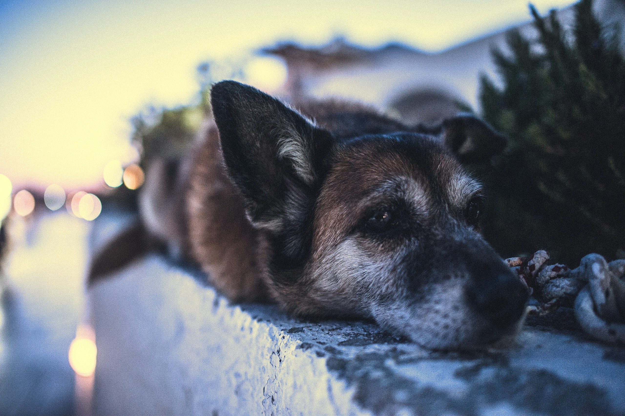 Free Unsplash photo from Amos Bar-Zeev