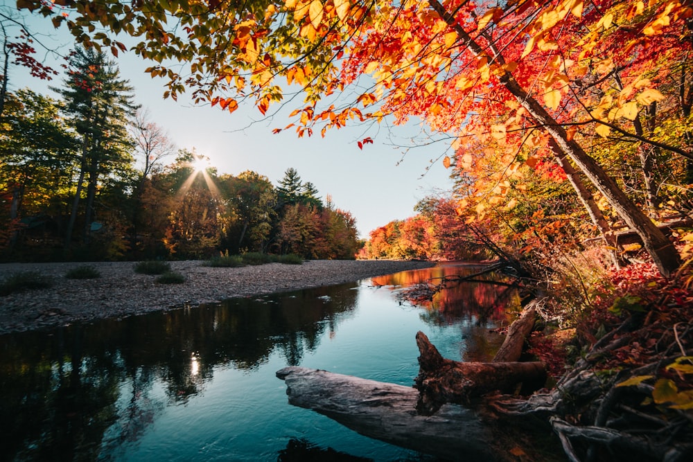 Red and yellow leaves during fall at the lake.