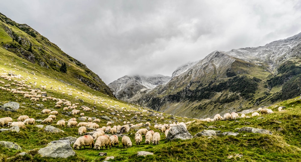 herd of sheep feeding on mountain