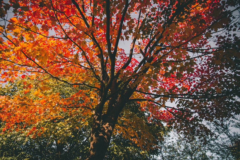 low angle view of yellow and red tree