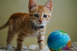 A small orange tabby kitten with a black collar stands on a bed next to a small colorful globe. The kitten is looking directly at the viewer with curious eyes, and its fur appears soft and fluffy. The globe is brightly colored with visible continents and oceans, suggesting a playful or educational setting.