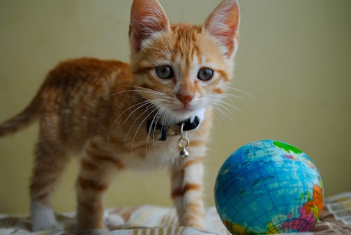 A small orange tabby kitten with a black collar stands on a bed next to a small colorful globe. The kitten is looking directly at the viewer with curious eyes, and its fur appears soft and fluffy. The globe is brightly colored with visible continents and oceans, suggesting a playful or educational setting.