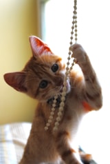 A small orange kitten is playfully interacting with a string of beads, using its paw to hold and bite them. The kitten has bright eyes and a curious expression, with natural light illuminating its fur.