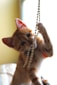 A small orange kitten is playfully interacting with a string of beads, using its paw to hold and bite them. The kitten has bright eyes and a curious expression, with natural light illuminating its fur.