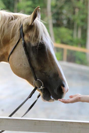 Close-up of a horse gently interacting with a participant in a natural setting.