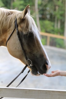 A horse with a light brown coat is seen up close, wearing a bridle. It is interacting gently with a human hand extended towards it. The background is a blurred view of greenery, suggesting an outdoor setting.