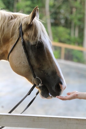 A gentle horse nuzzling a volunteer’s hand in a sunlit pasture.