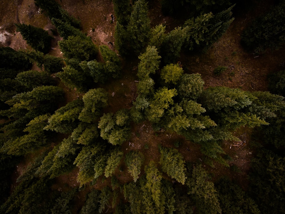 aerial photo of green trees