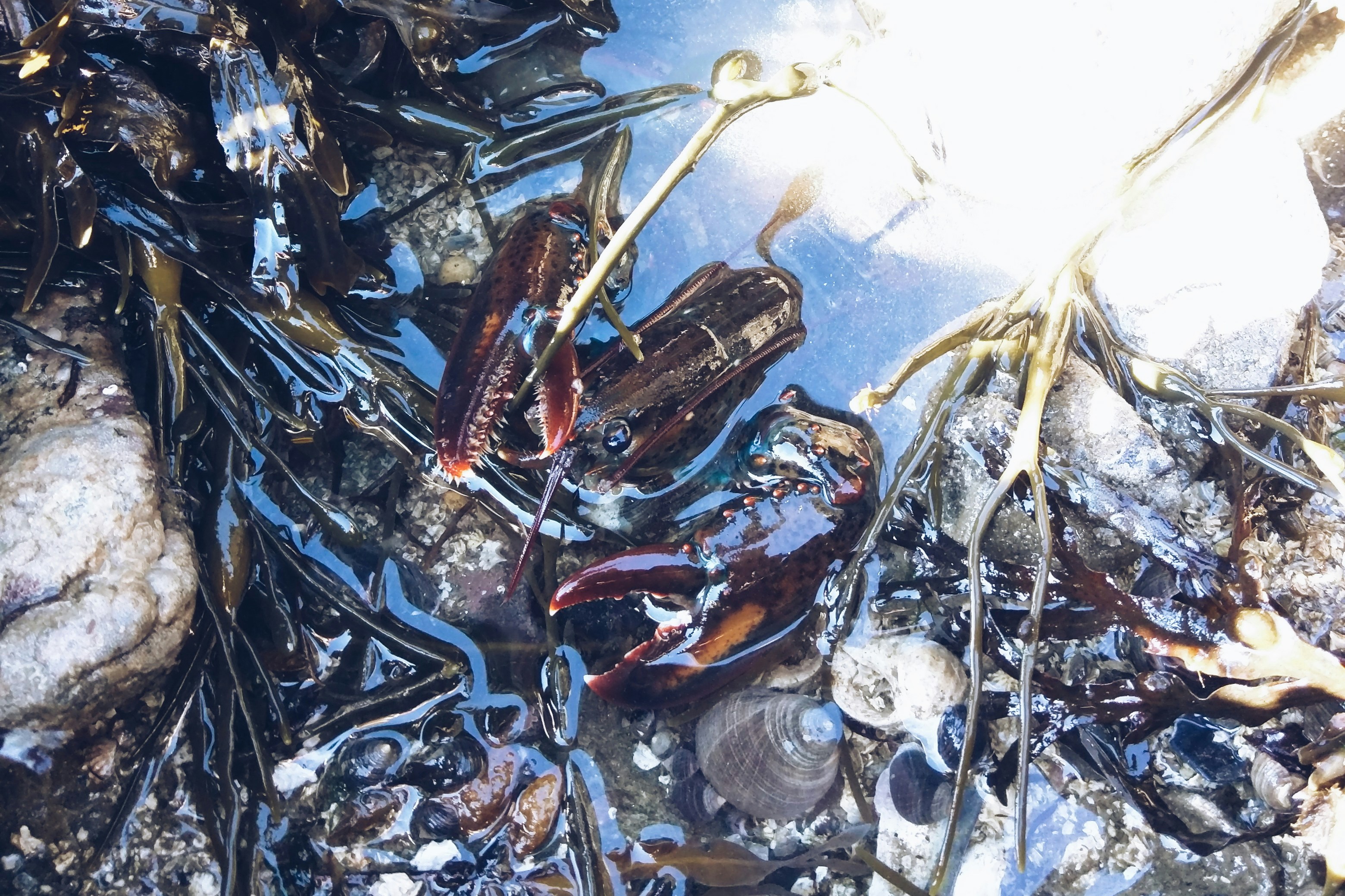 Free Unsplash photo from Justin Halm