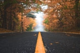 gray concrete road between brown and green leaf trees at daytime