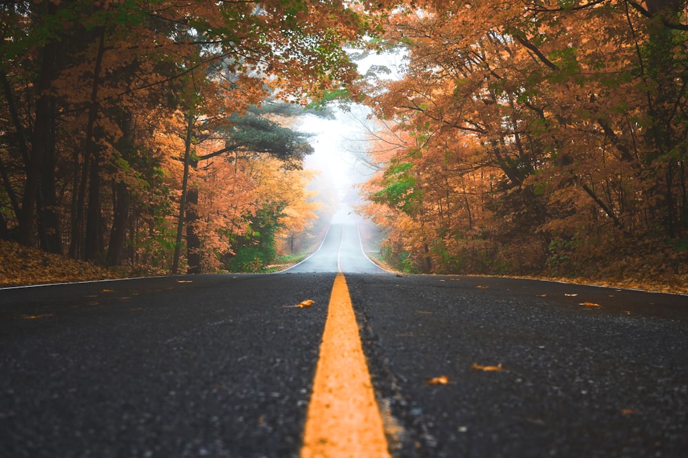 route en béton gris entre les arbres à feuilles brunes et vertes pendant la journée