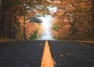 gray concrete road between brown and green leaf trees at daytime