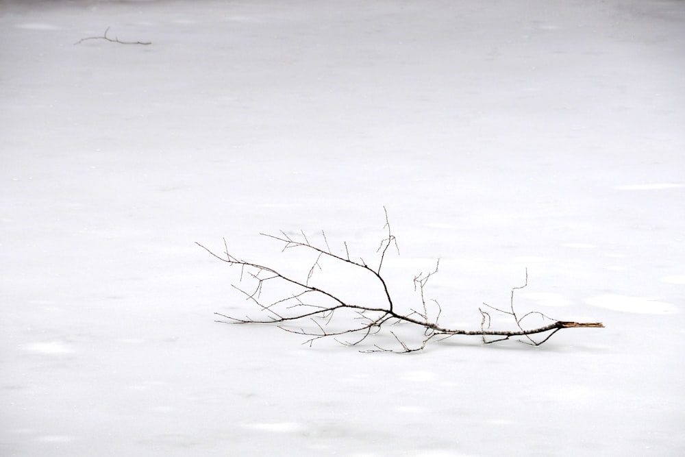 ramo di albero appassito sulla neve